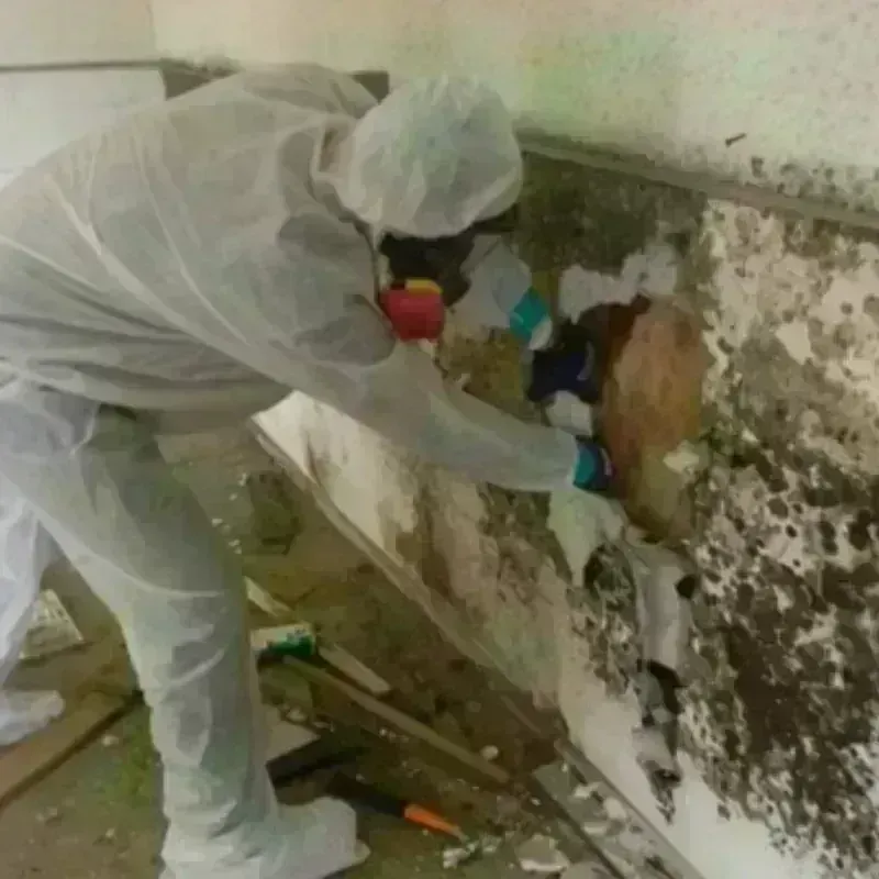 Mold Remediation and Removal in Grant County, SD